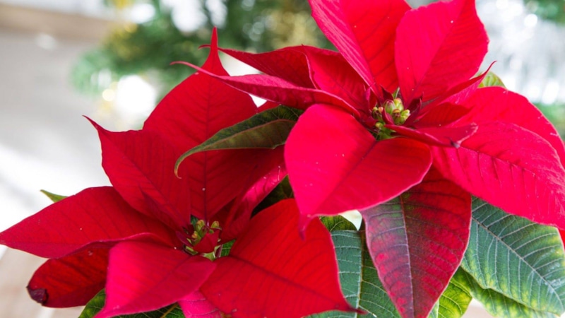 Пуансеттия в доме: уход за капризным растением