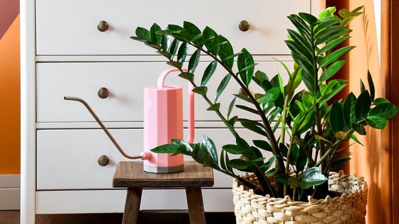 Замиокулькас дома: уход и посадка