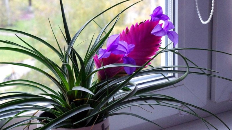 Тилландсия в доме: уход и цветение