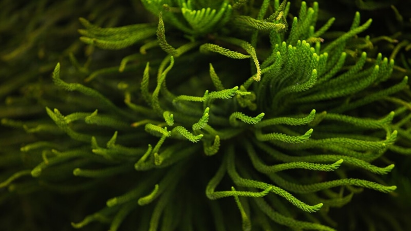 Водоросли для космоса: кислород и еда Водоросли для космоса: кислород и еда