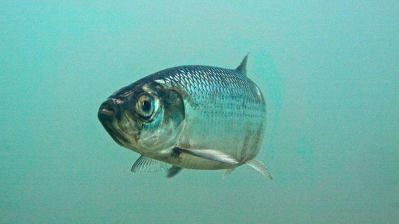 Балтийская сельдь: эволюция в хищника