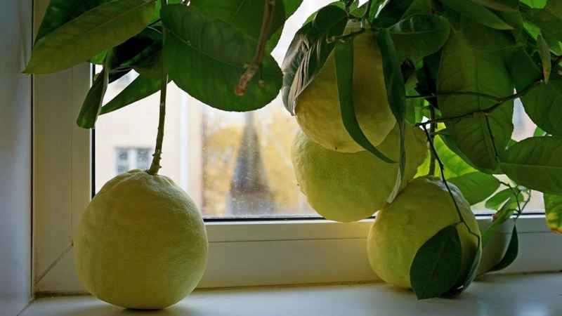 Выращивание помело: косточка в горшке Выращивание помело: косточка в горшке