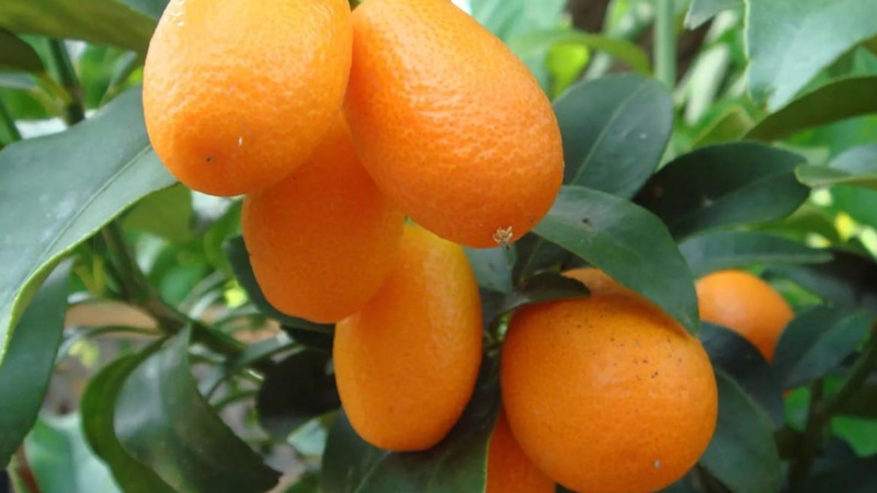 Кумкват в горшке: уход и плоды