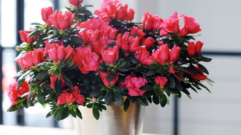 Зимние цветы: яркие краски дома Зимние цветы: яркие краски дома