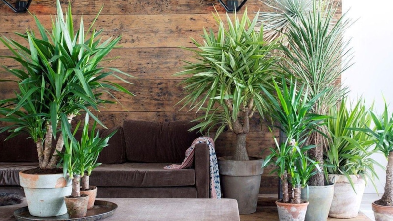 Юкка дома: уход и размножение