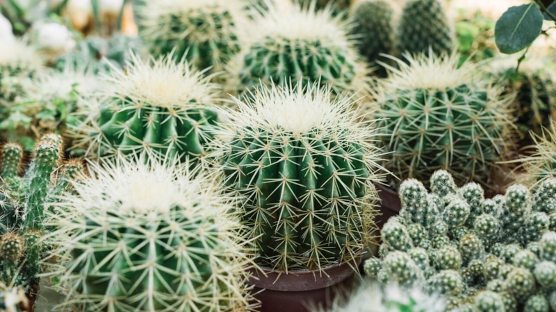 Растения зимой: уход и покой