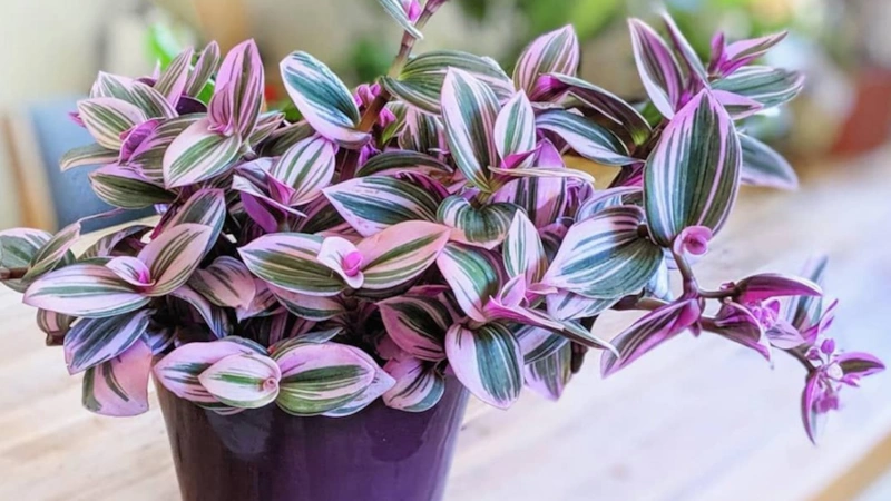 Традесканция: уход и советы