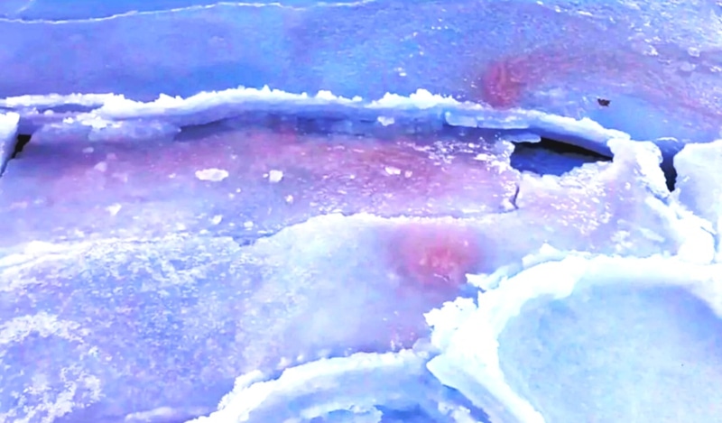 «Кровавый лед» в Приморье