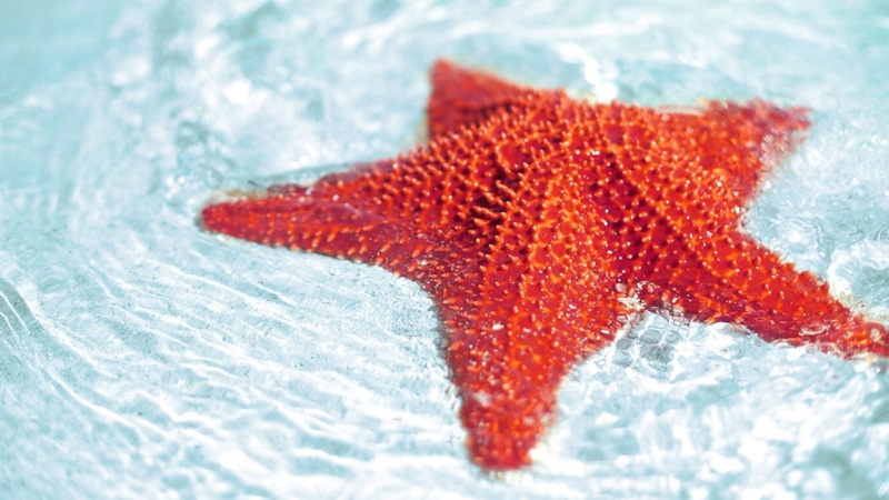 Новый вид: ярко-красная морская звезда