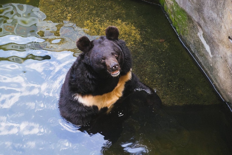 В Ленобласти удалось поймать беглого гималайского медведя