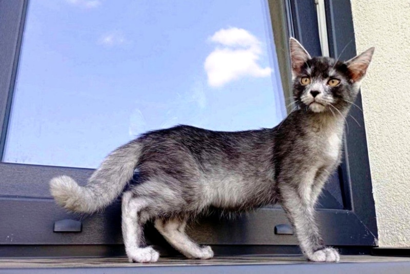 Румынские специалисты объявили об открытии новой породы кошек, которую назвали «трансильванской»