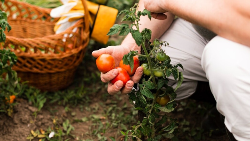 Правила севооборота: как сохранить урожайность на огороде