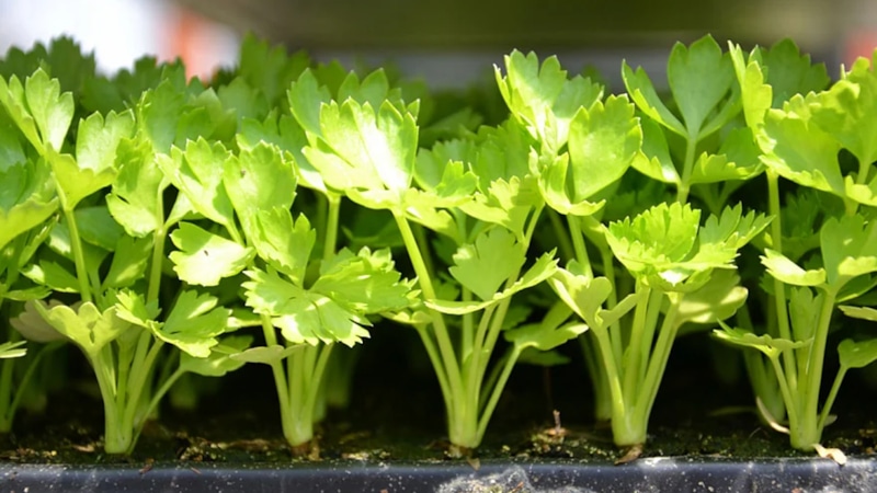 Кориандр на подоконнике: советы по уходу