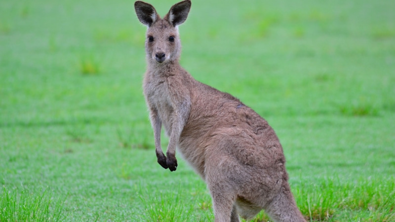Исчезновение кенгуру: новая версия