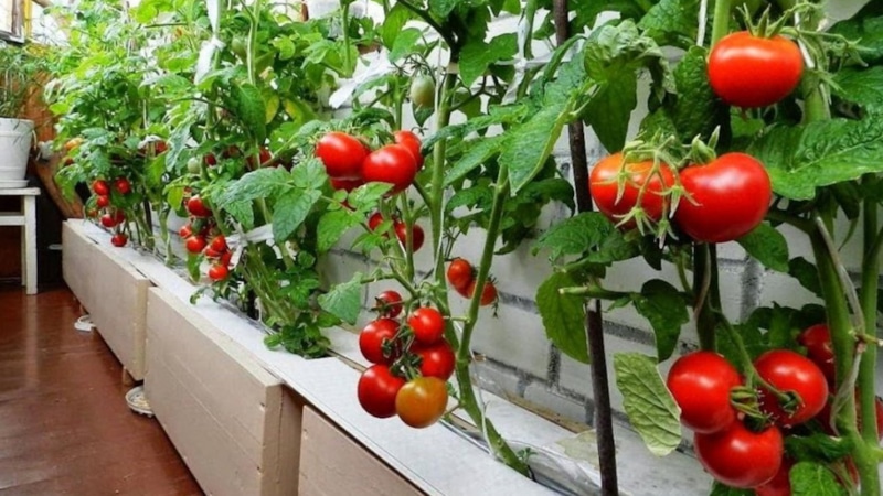 Домашние томаты: урожай в горшке
