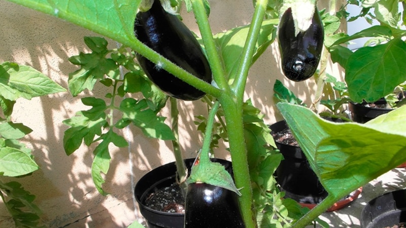 Баклажаны дома: советы по уходу