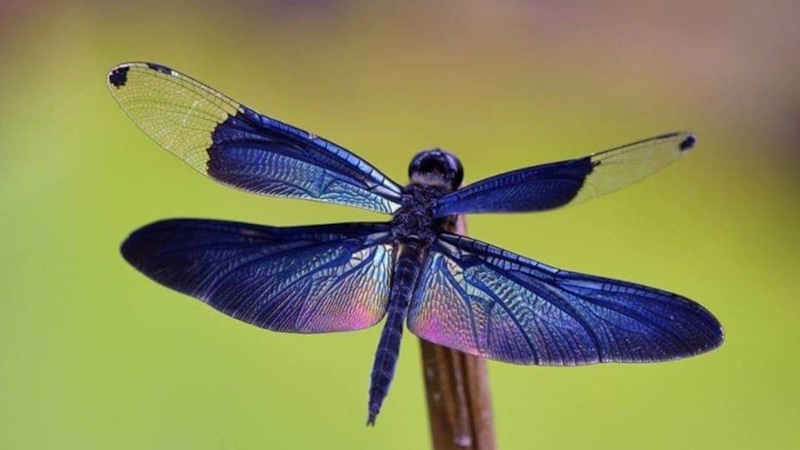 Тропические стрекозы: нырки и сальто