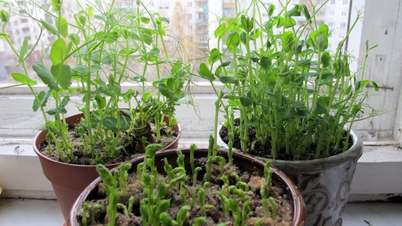 Горох на подоконнике: советы по уходу