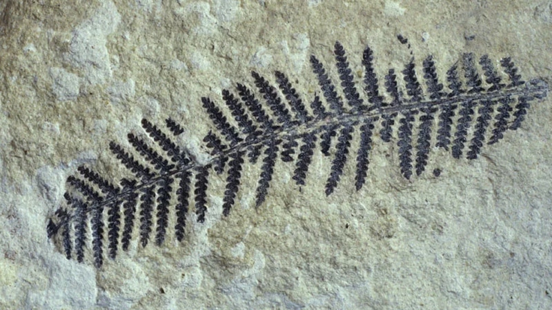 Древние растения: свидетельства экологического сдвига