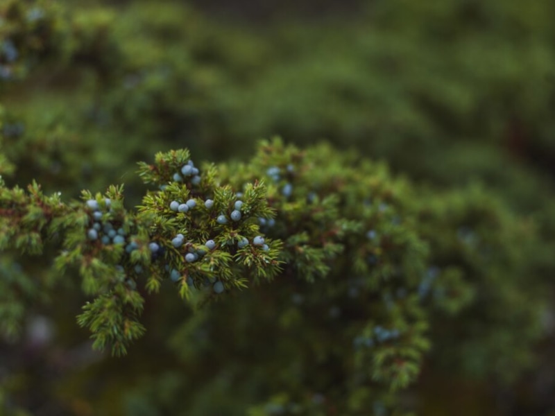 Можжевельник-долгожитель: рекорд 1647 лет