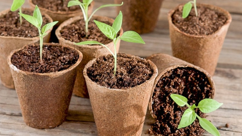 Рассада в феврале: ранний старт урожая