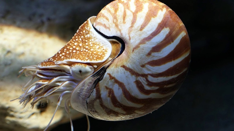 Гигантские моллюски: секрет роста раскрыт