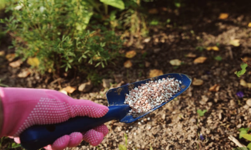 Осенняя подкормка: залог урожая