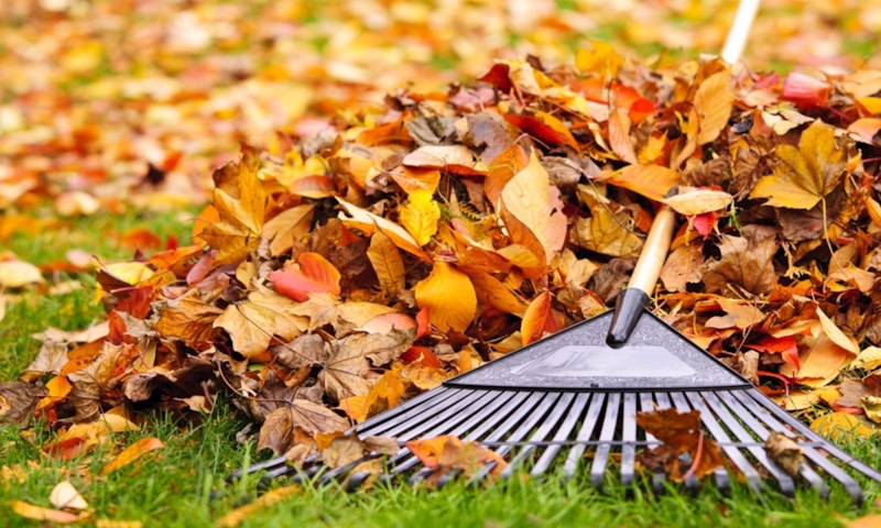 Осенние листья: удобрение и защита