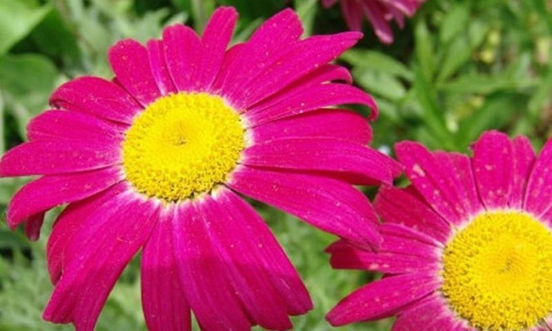 Осенний сад: защита от насекомых