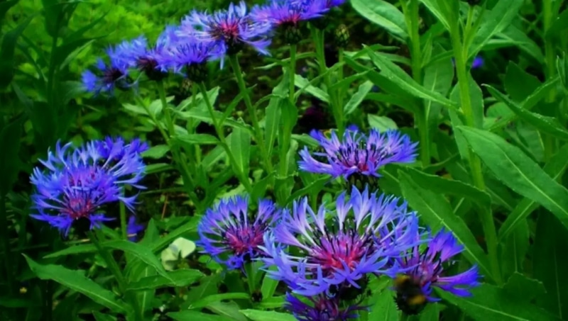 Осенний посев цветов: стратегия для чемпионов