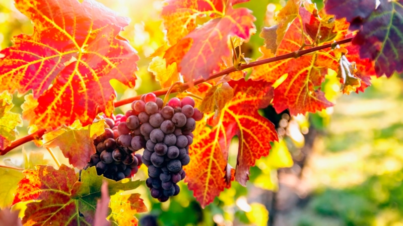 Виноград осенью: подготовка к зиме