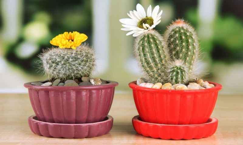 Уход за кактусами зимой: ключевые правила