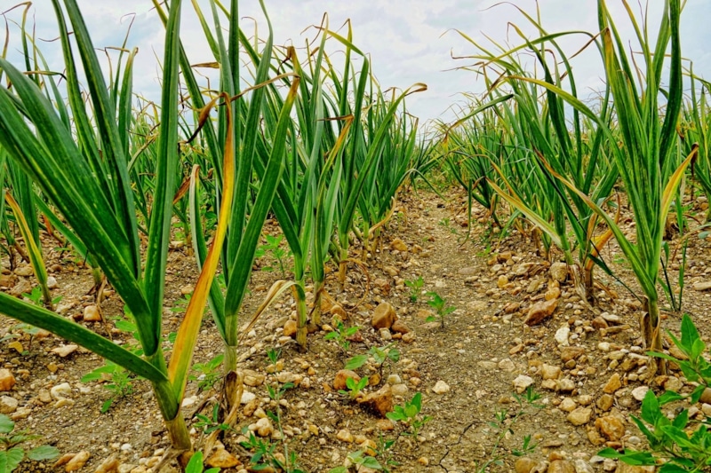Посадка озимого чеснока: правила и сроки