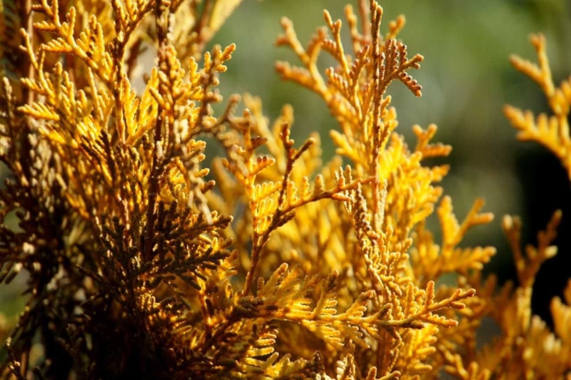 Осеннее пожелтение хвои: причины и уход