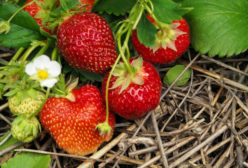 Осенний уход за клубникой: советы дачников