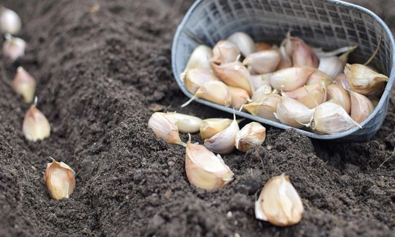 Суровая зима: не приговор урожаю