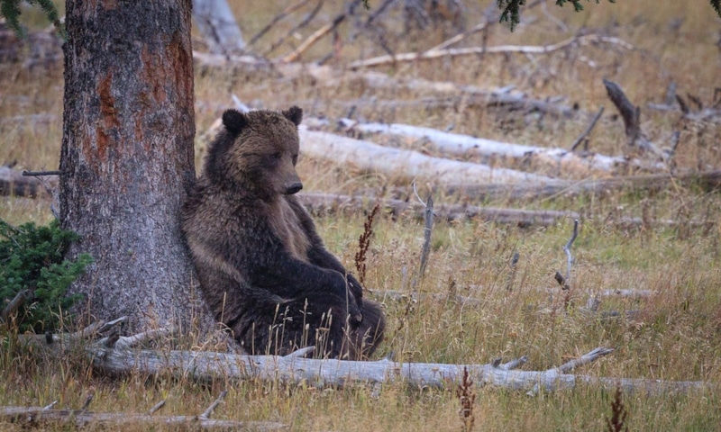 Медведь и сосна: тайга говорит ароматами Медведь и сосна: тайга говорит ароматами