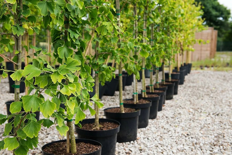 Осенние посадки: выбор культур