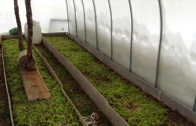 Борьба со мхом в теплице: методы и средства