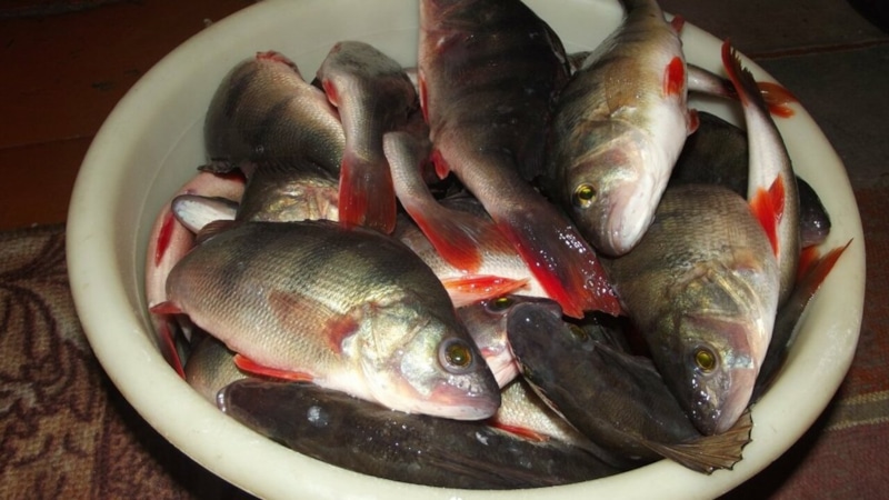 Опарыш на крючке: привлекательная приманка