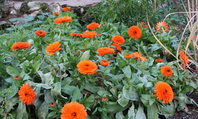 Многолетники с самосевом: сад без ухода