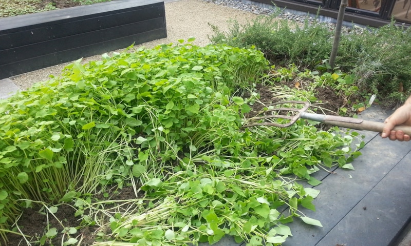 Сидераты на участке: осеннее питание почвы