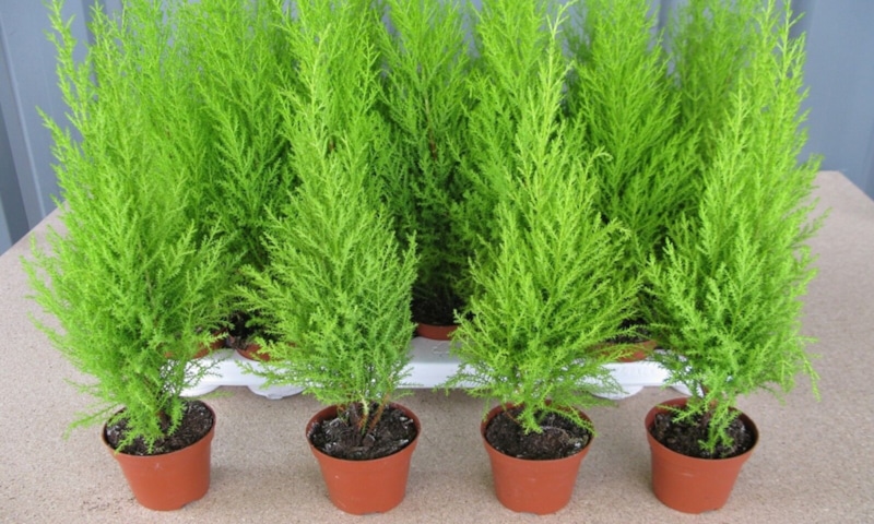 Лимонный кипарис: аромат и красота