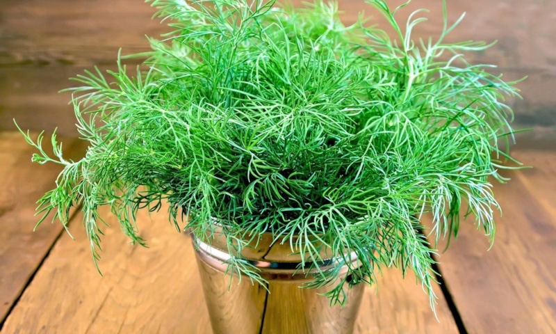 Выращивание укропа в октябре: методы и советы