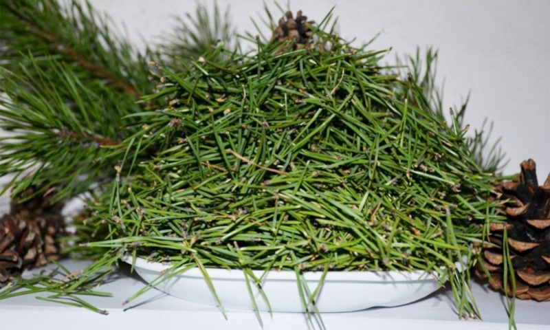 Хвоя для защиты огорода: ответ проволочнику