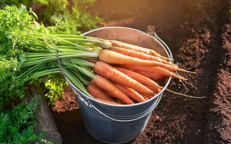 Осенний сбор овощей: время и вкус