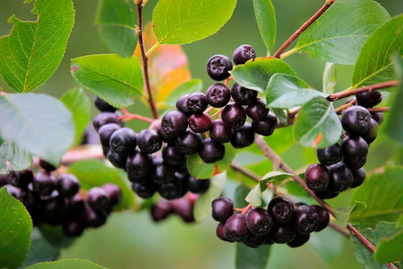 Осенняя посадка: залог мощных корней