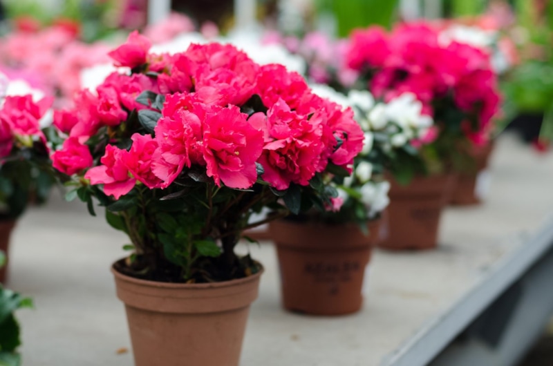 Цветы после покупки: спасаем красоту