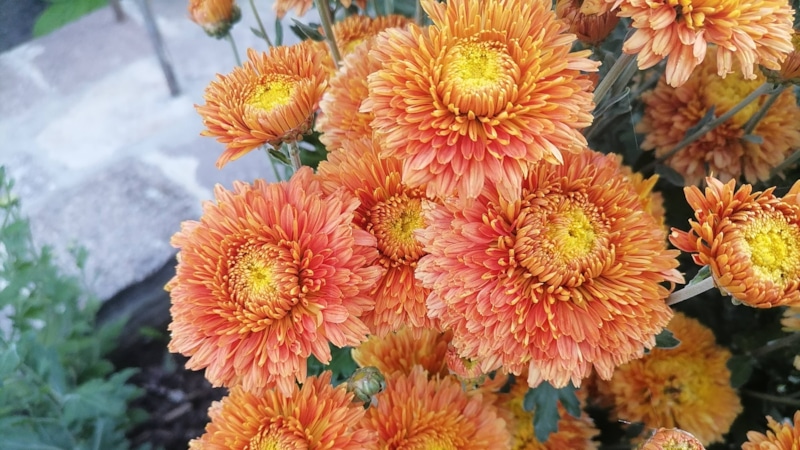 Многолетники на участке: осенний сад до морозов