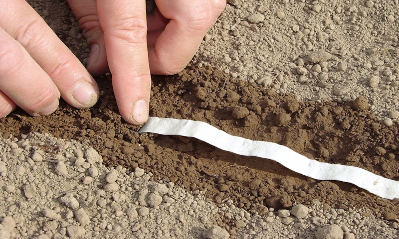 Посев мелких семян: простые хитрости Посев мелких семян: простые хитрости